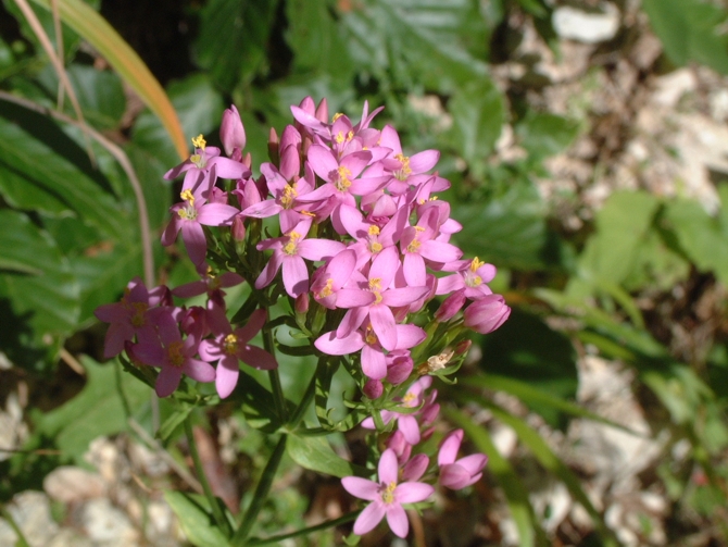 Centaurium erythraea / Centauro maggiore